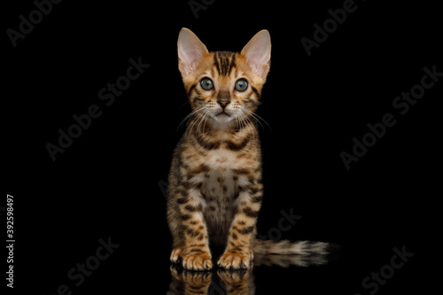 Bengal Kitten sitting on isolated Black Background and looking at camera