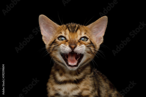 Close up portrait of Meowing Bengal Kitten on isolated Black Background front view