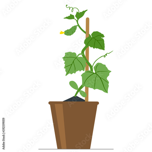Cucumber seedlings in  flower pot. Vector illustration © Olga