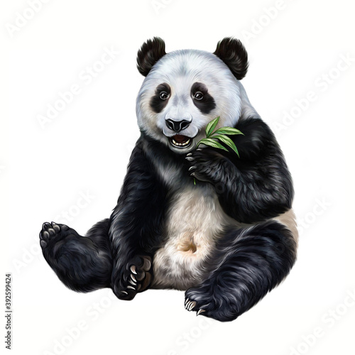panda (Ailuropoda melanoleuca)