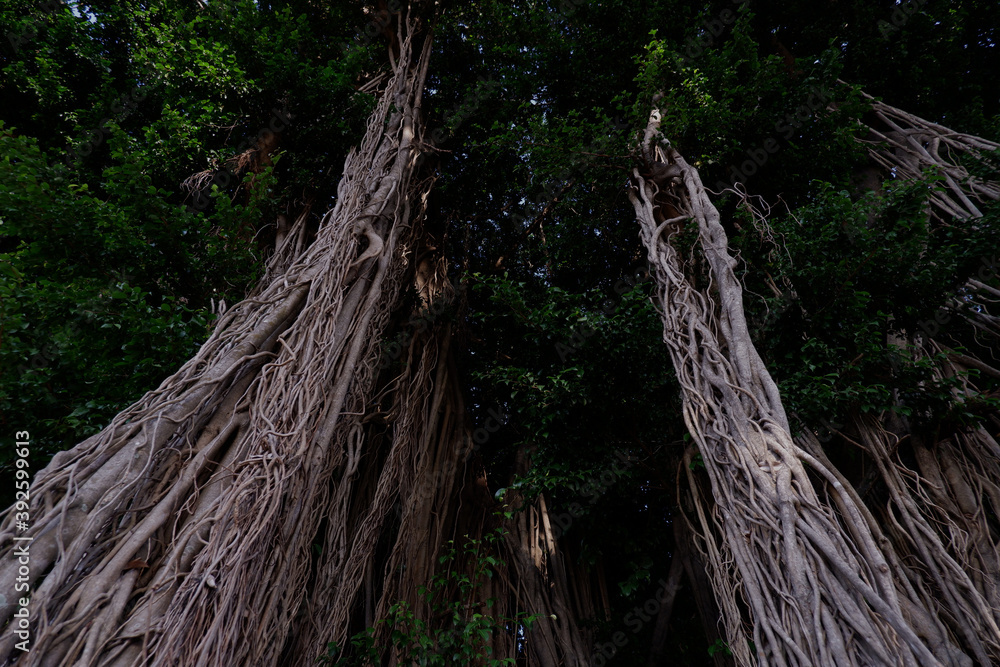 Fototapeta premium A banyan tree is very important in the middle of a polluted city to maintain the best oxygen availability. In addition, it is also a symbol of shade and spirituality.