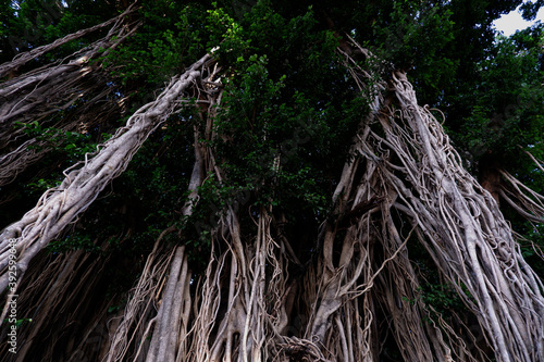 A banyan tree is very important in the middle of a polluted city to maintain the best oxygen availability. In addition, it is also a symbol of shade and spirituality.