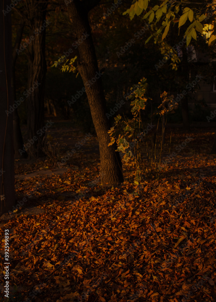 Autumn leaves at sunset