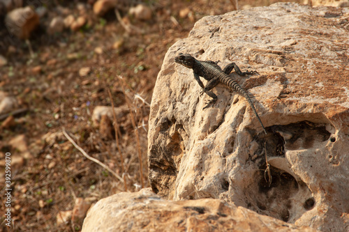 Lizard sitting on a stone.
