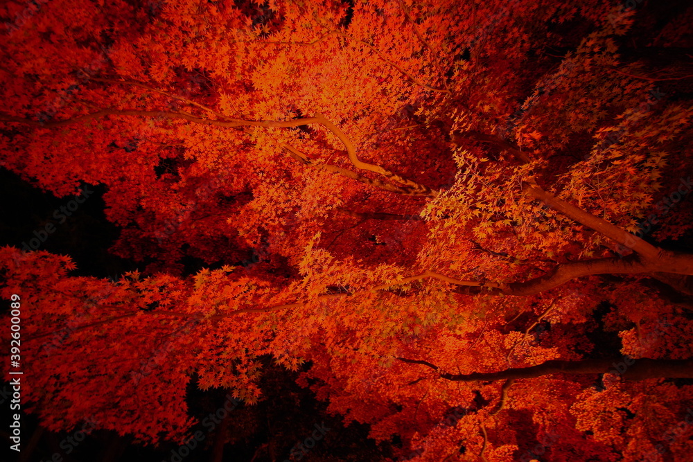 紅葉 紅葉