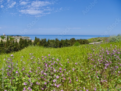 Beautiful flowers on fields Crimea, summer © Tamara Sushko