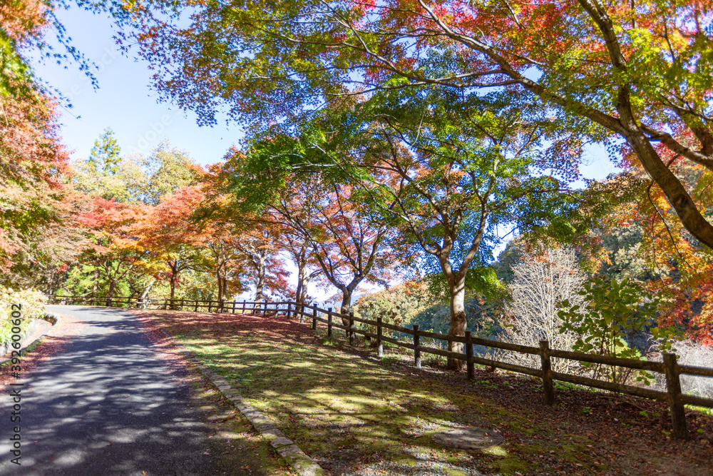 秩父ミューズパークのもみじの紅葉