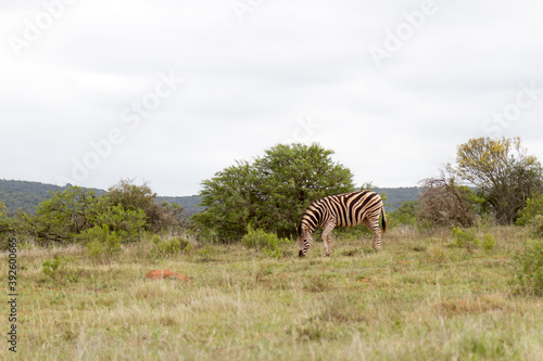 Addo Elephnt National Park  Burchell s zebra