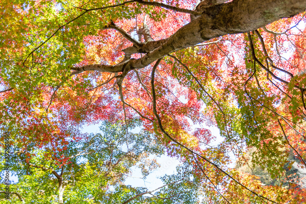 Fototapeta premium 秩父ミューズパークのもみじの紅葉