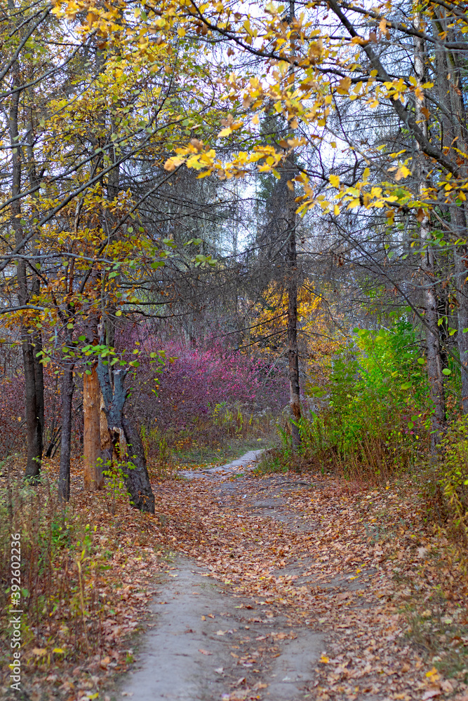Obraz premium Image of autumn park close-up.Beautiful multi-colored autumn trees in the city park.