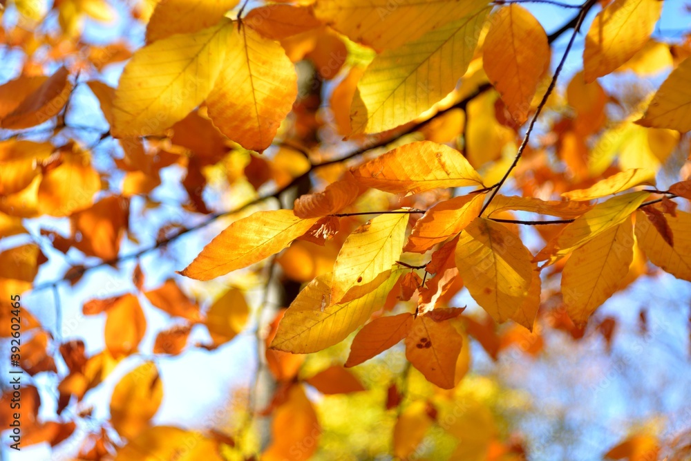 Autumn walks in the fields, the beauty of autumn nature. Autumn walks in the fields, the beauty of autumn nature.