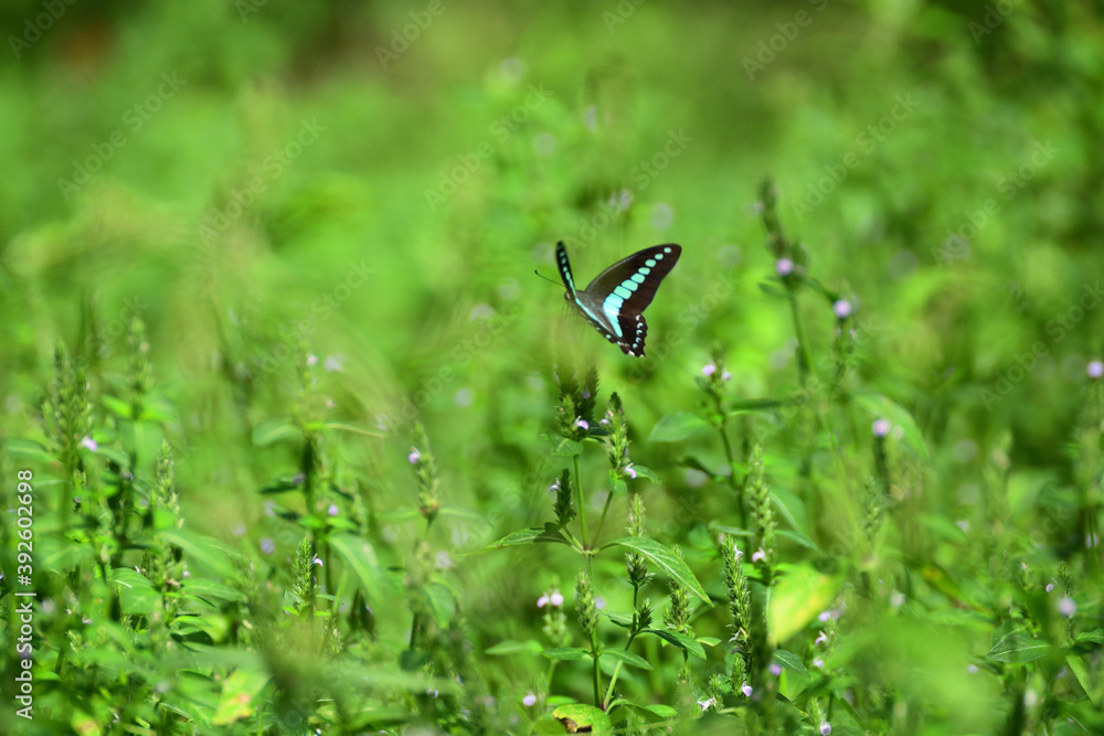A blue triangle butterfly and small flowers of water willow. A blue triangle butterfly and small flowers of water willow.