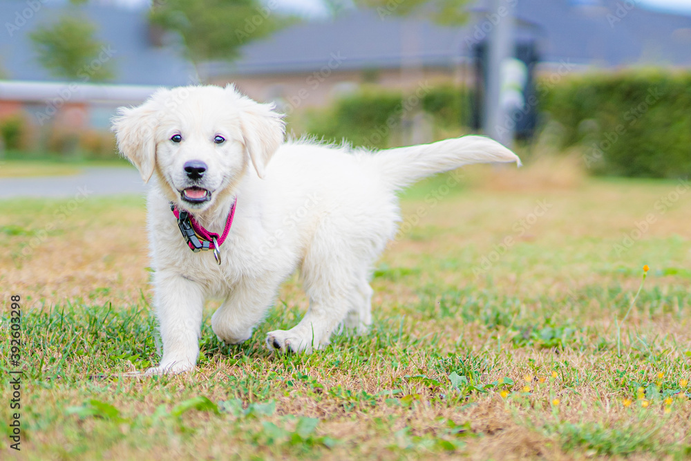 Golden retriever pup enjoying a day outside Golden retriever pup enjoying a day outside