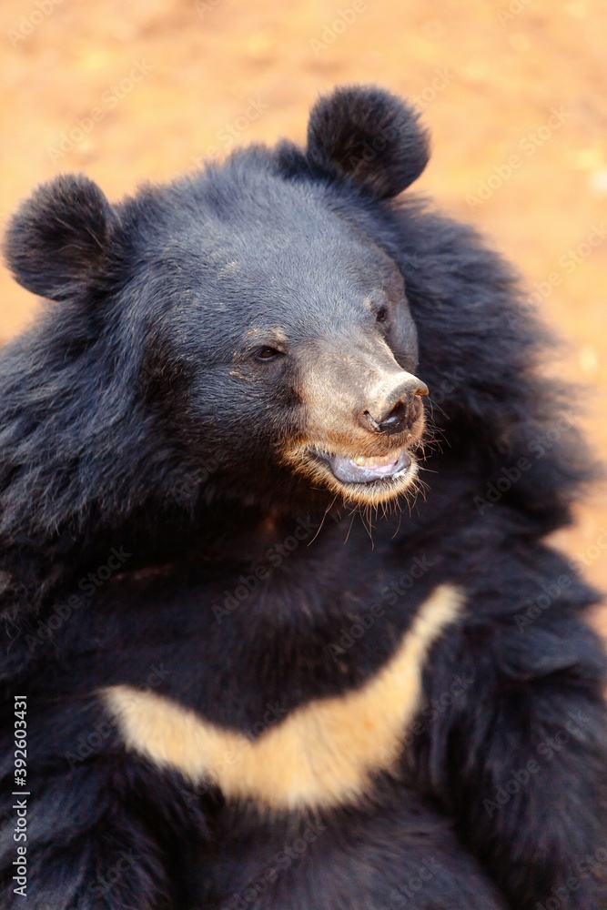 An asian black bear (Ursus thibetanus, Asiatic black bear, moon bear or white-chested bear) sitting and smiling at the Beijing zoo, welcoming visitors An asian black bear (Ursus thibetanus, Asiatic black bear, moon bear or white-chested bear) sitting and smiling at the Beijing zoo, welcoming visitors