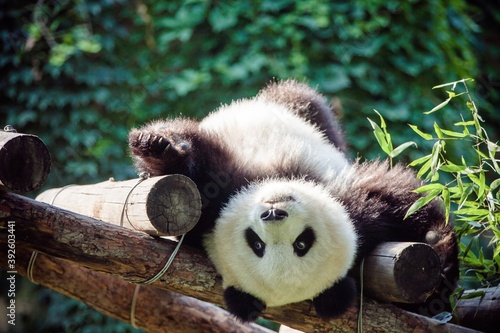 Silly and adorable giant panda (Ailuropoda melanoleuca or Panda bear) laying on a wooden structury at the Beijing zoo with a fluffy belly under the sun