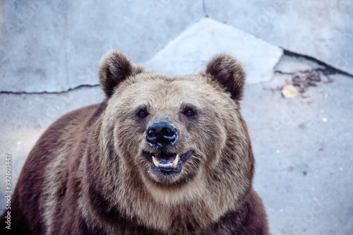 Photography A brown bear (ursus arctos) smiles in the Beijing zoo, China
