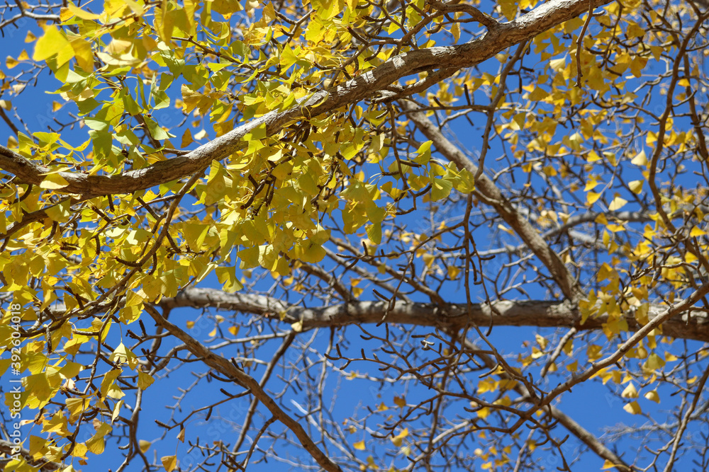 Fototapeta premium 秋 紅葉 イチョウ 銀杏 黄色