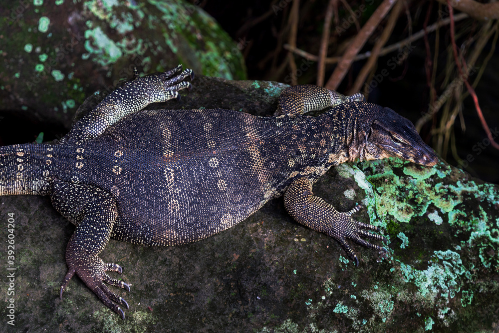 Fototapeta premium Monitor lizards (Varanus) on the rock