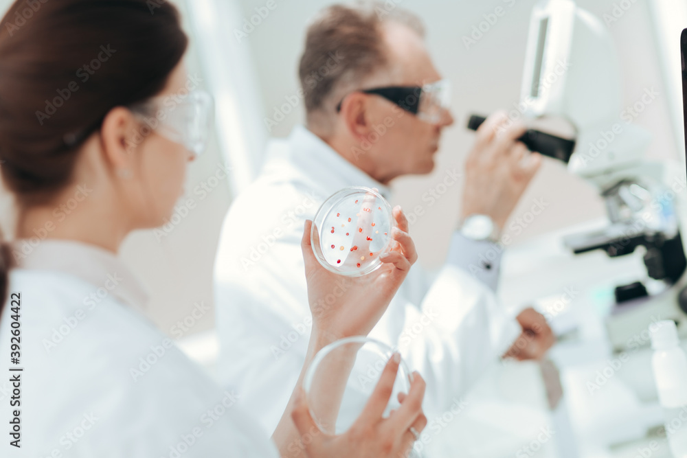 Obraz premium close up. biologists research bacteria in a Petri dish.