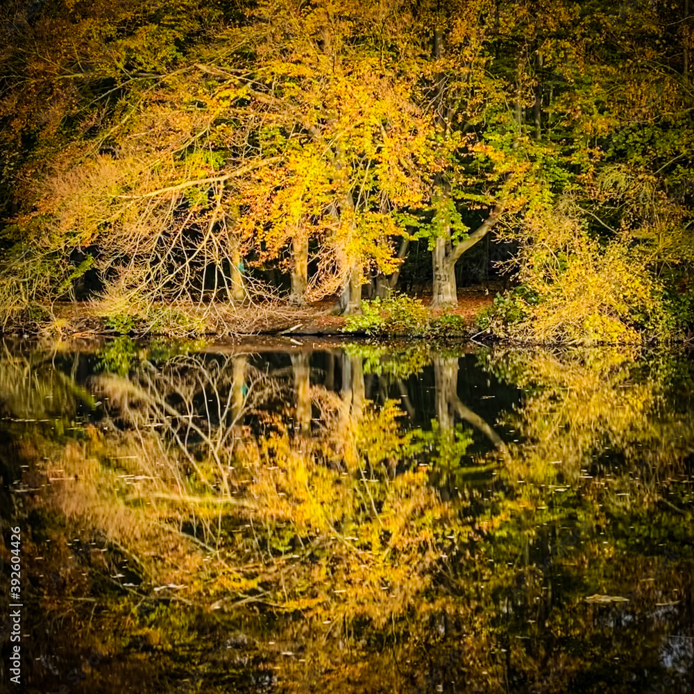 Fototapeta premium Spiegelwald