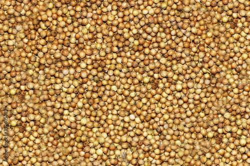 Coriander seeds, dried coriander seeds close- up view, coriander seeds background texture