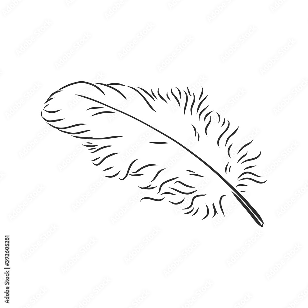Obraz premium bird feathers. Hand drawn illustration converted to vector. Outline with transparent background, pen vector sketch illustration
