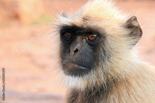 Wallpaper Mural Close-up of a Gray Langur (Semnopithecus entellus, aka Common Langur). Ranthambore, India Torontodigital.ca