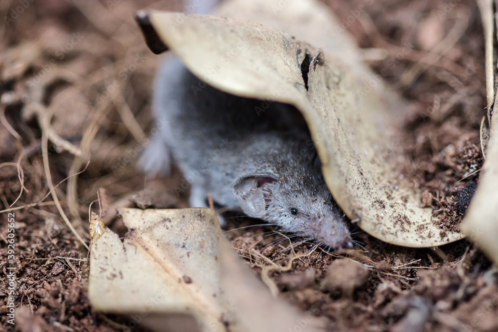 Fototapeta premium close up on an etruscan shrew