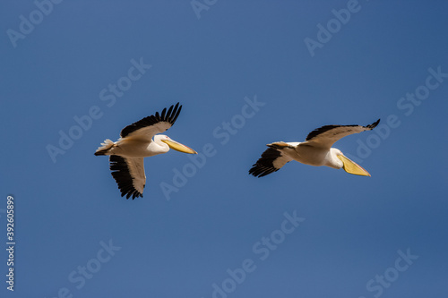 flying pelicans in a group and single