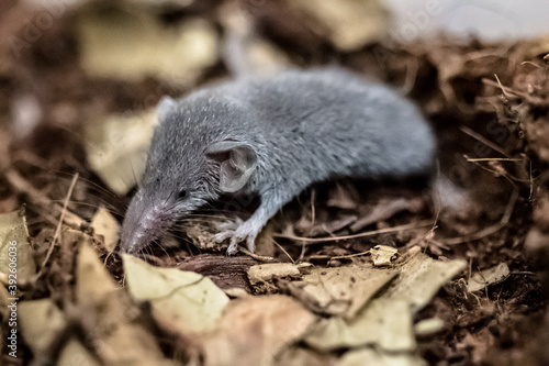 close up on an etruscan shrew photo