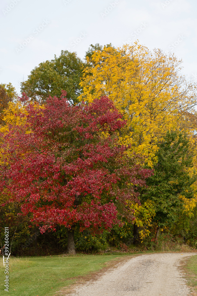 Naklejka premium Beautiful fall Colors
