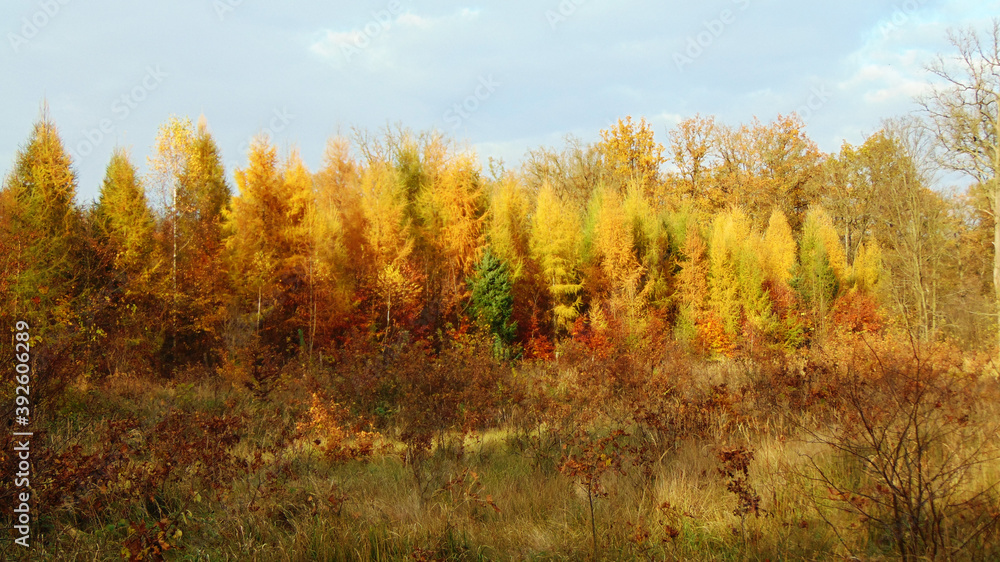 Fototapeta premium Kolory jesieni.