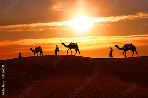 Cameleers  camel Drivers at sunset. Thar desert on sunset Jaisalmer  Rajasthan  India.