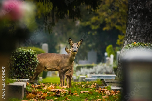 Reh am Wiener Zentralfriedhof, Wien, Österreich photo