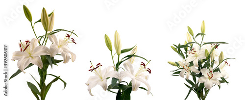 Bouquet of Lílium candídum (snow-white Lily) with several  open flowers in a side view in different angles on a white background