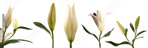 Isolated closed flower L  lium cand  dum  snow-white Lily  in side view in various angles on a white background
