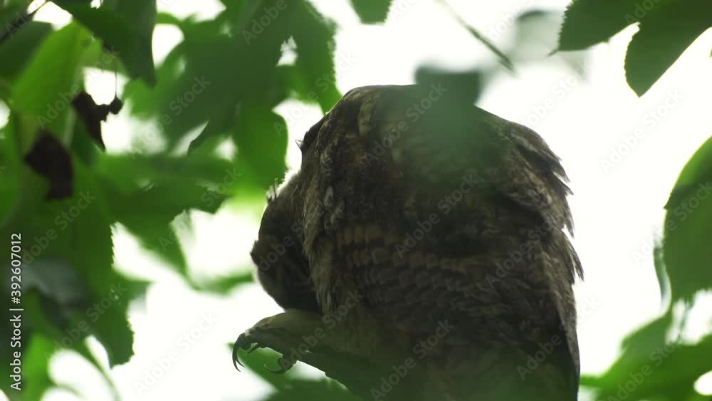 Close up of young long eared owl (Asio otus) sitting and sleeping on dense branch deep in crown of European common pear tree. Wildlife tranquil portrait footage of bird in natural habitat background. Close up of young long eared owl (Asio otus) sitting and sleeping on dense branch deep in crown of European common pear tree. Wildlife tranquil portrait footage of bird in natural habitat background.
