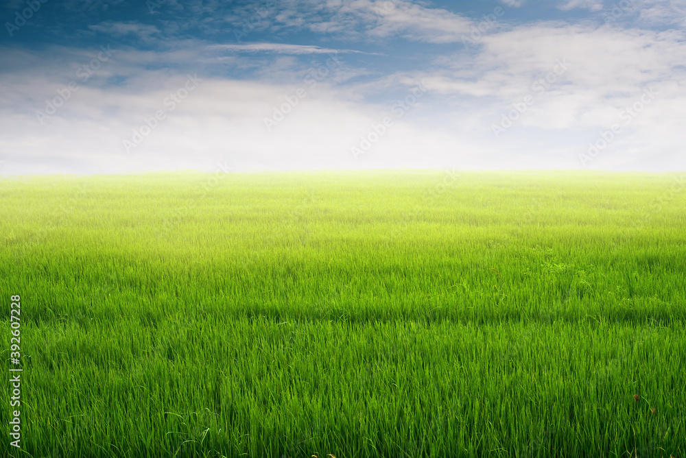 Close-up of green grass and blue sky background