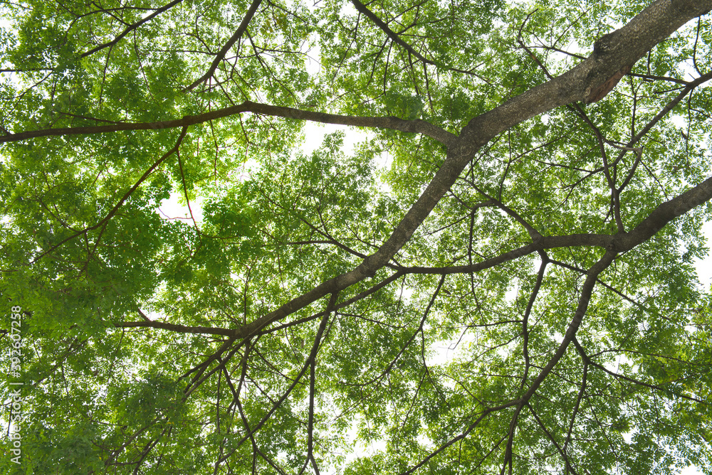 Obraz premium Green tree foliage, upper view