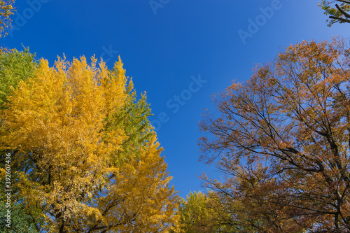 東京都港区南麻布の公園の秋の風景
