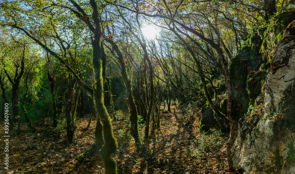 Fototapeta premium magnificent forest in autumn with bright sun shining through the trees