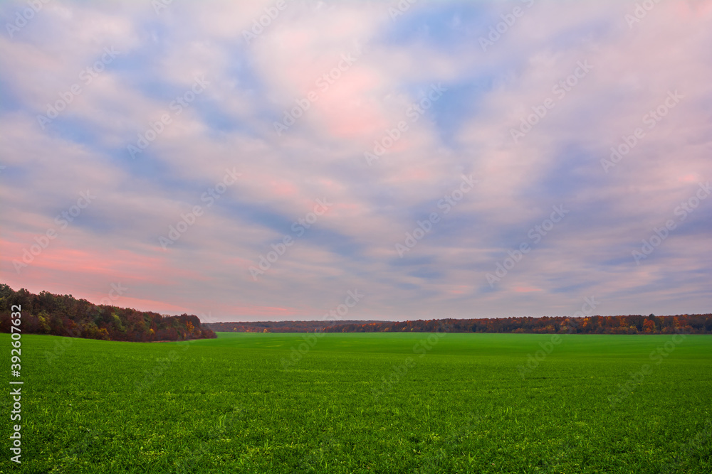 Green field of young wheat sprouts, forest on the horizon and sky in sunset colors