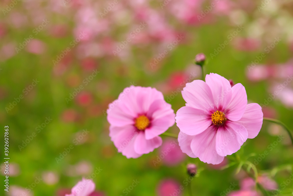秋の東京のピンク色のコスモスと花畑