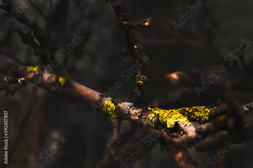 A dark black, brown old branch of an Apple tree with bright yellow lichen.