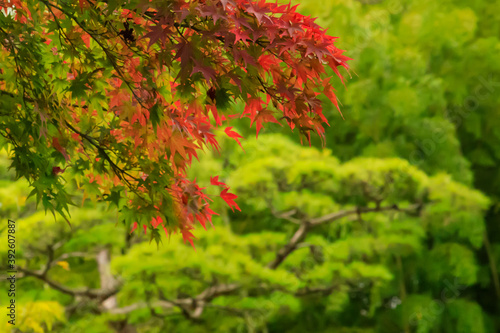 秋の東京の庭園の赤いもみじ