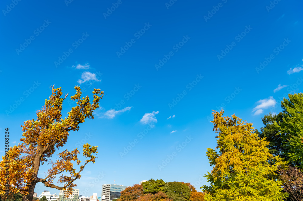 Naklejka premium 東京都新宿区にある公園の秋の景色