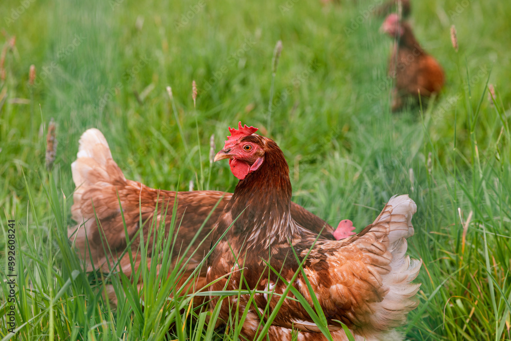 Fototapeta premium Freilandhühner