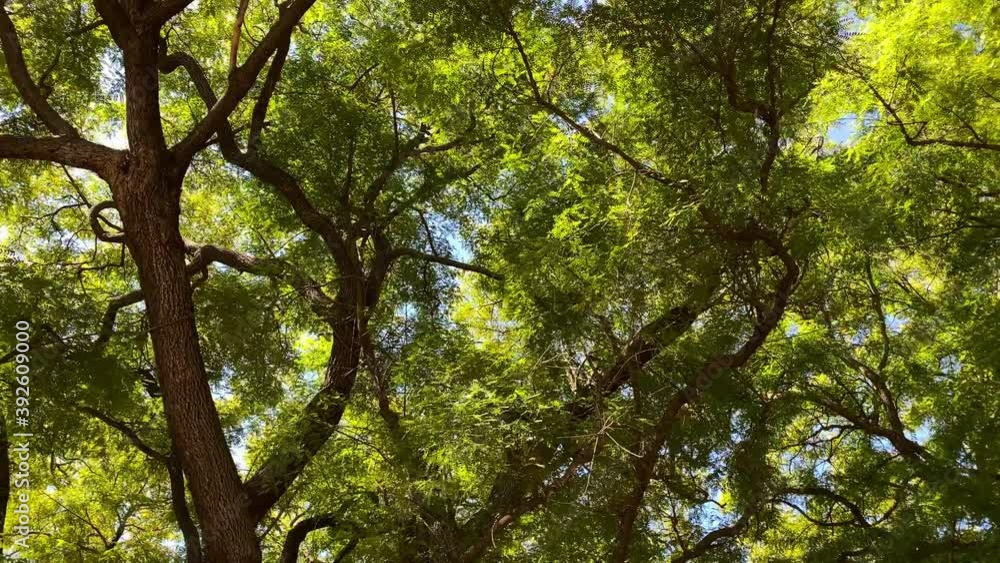 Passing under a large Gold Medallion tree in a park in Los Angeles Passing under a large Gold Medallion tree in a park in Los Angeles
