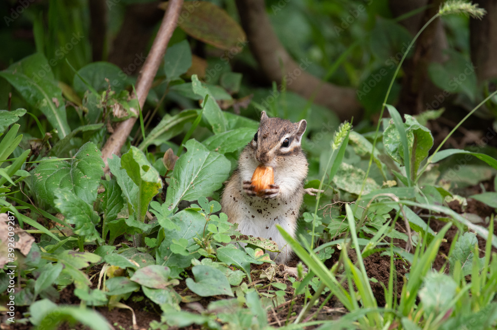 どんぐりを食べるシマリス どんぐりを食べるシマリス