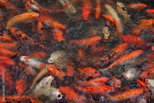 Canvastavla Poissons rouges en bassins